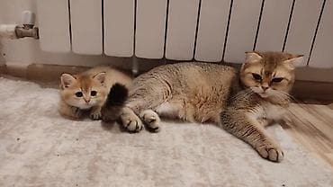 sarı pişik: Britan — 4