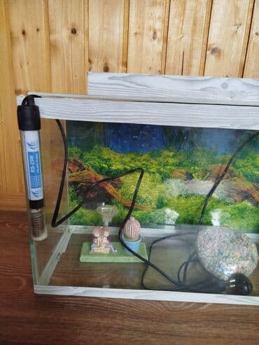 Balıq akvarium vəziyyəti yaxşıdır