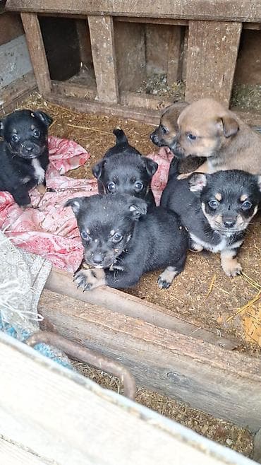 itle: Peyvəndli — 2