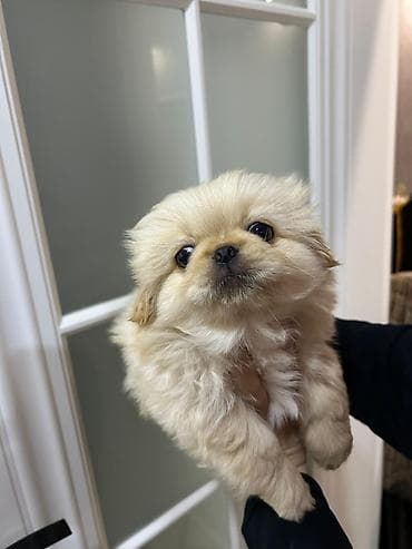 heyvanlar: Pekines, Erkek, Ünvandan götürmə — 8