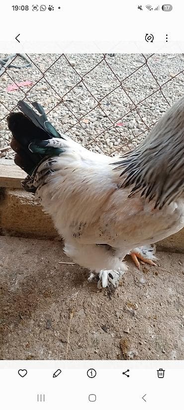 брама лаванда: Brahma xoruzu 9 aya kecib esil damazliqdr 2 eded var deye satram – — 2