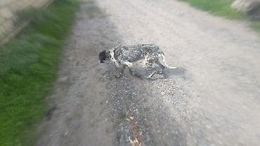 qara it sekilleri: Kurtxar, 1 il, Erkek, Ünvandan götürmə — 2