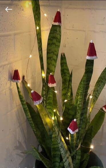 dibçək gül: Bitki: Sansevieria (Qaynanadili) –hundurluyu 1.15 sm dir. Gül açan — 4