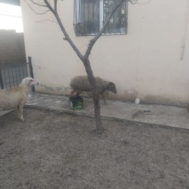 qoyun qiymeti: 6 qoyundu boğaz 5cavan 3qarinbdogmuw qoyundu bir qoca qoyundu təcili — 6