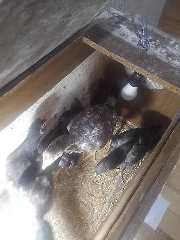 сетка для клетки попугая: Куриные цыплята, Для разведения — 6