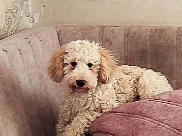 pudel balasi: Pudel — 3