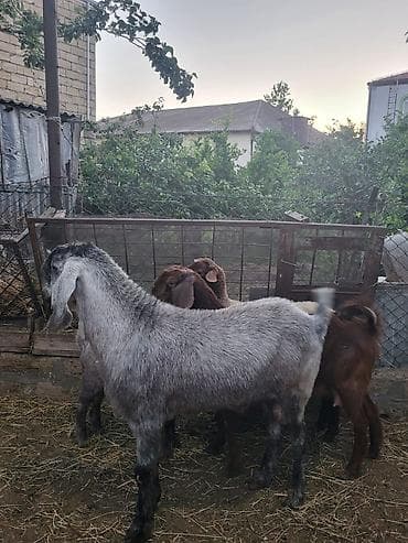 keçi satilir: Zebu tipli keçilər – damazlıq üçün - Növ: uzunqulaq, sallaqqulaq — 8
