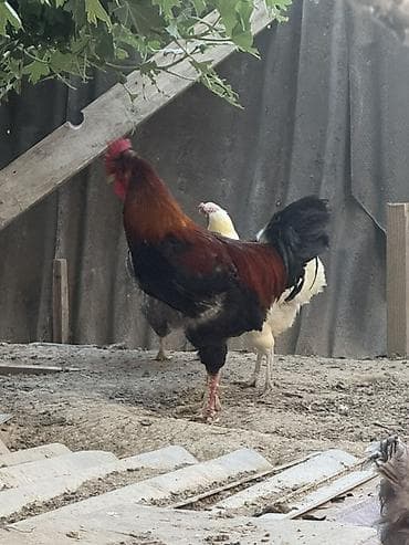 Xoruz, il: 1, Ödənişli çatdırılma