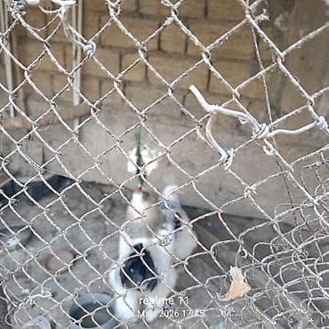 erkek it adlari: Toyuq, Damazlıq — 1