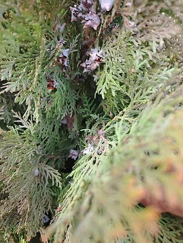 Thuja (ardıc/leylandi tipli dekorativ iynəyarpaq) – iri, şamşəkilli