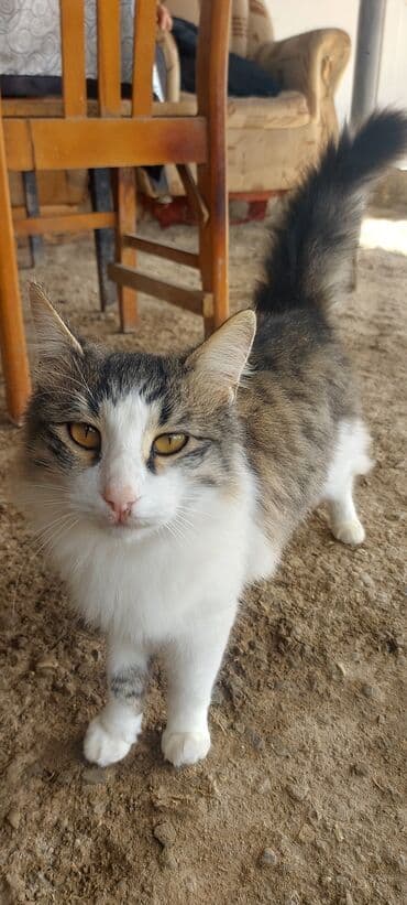 sfinks pişik: Ev pişiyi – zərif üçrəng qarışıq naxışlı - Növ: Ev pişiyi (qısa/orta — 1