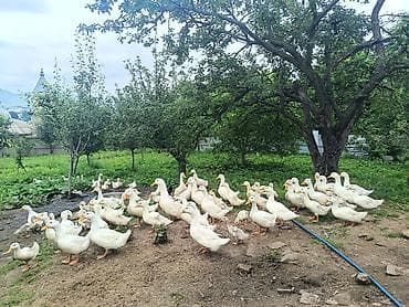 heyvanlar quslar: Satılır: ağ Pekin ördəkləri yalnız büyük lər satılır 30.35 dene böyük — 1