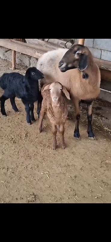 Məhsul: Qoyun sürüsü – ana qoyunlar və quzular Təsvir: - Yerli