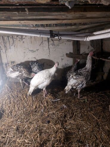 chihuahua qiymeti: Salam QIYMET SONDUR qiymete gore zeng eleme 5 eddeddir 3 ayliqdirlar — 1