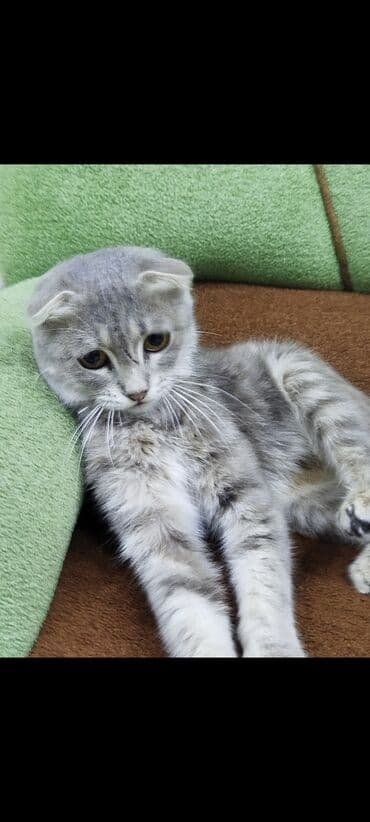 şotland pişikləri: Şotland yastı qulaq, Dişi — 2