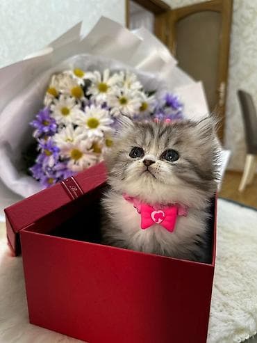 pisiy qabi: Britan — 6