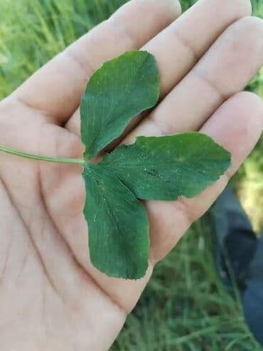yonca toxumu satilir: Salam. İtaliya Gea sortu yonca toxumudur. Yerli yetişdirilmiş və — 3