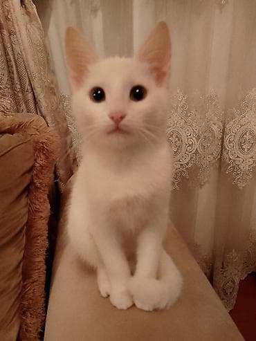 pısık: Türk anqora — 5