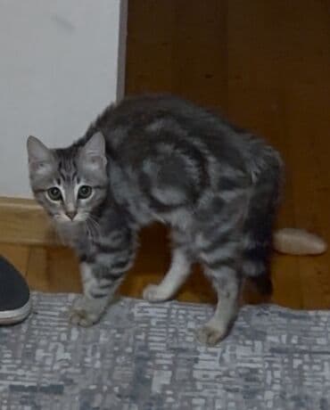 Erkək, Yaxşı əllərə