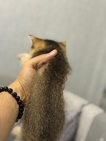 gence heyvan: Şinşilla, Erkək — 2