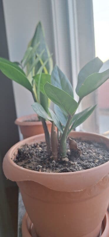 ketan toxumu yağı qiymeti: Zamioculcas (dollar gülü).Qiymet 10 manat — 4