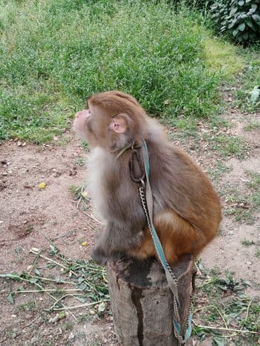 Sakit saqlam ve aktiv heyvandi.Mastaqadadi lalafo.az -da Sakit saqlam ve aktiv heyvandi.Mastaqadadi