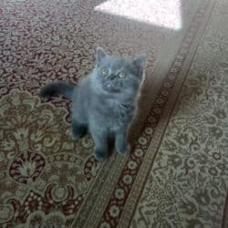 heyvan pişik: Britan, Erkək, Dişi — 7