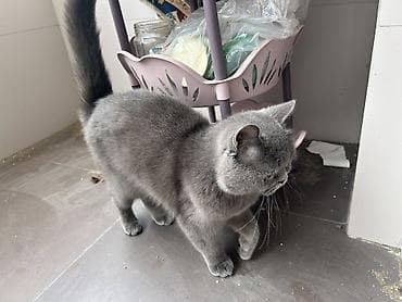 Heyvanlar üçün mallar: Britan, Dişi, Yaxşı əllərə, Ünvandan götürmə, Pulsuz çatdırılma — 4