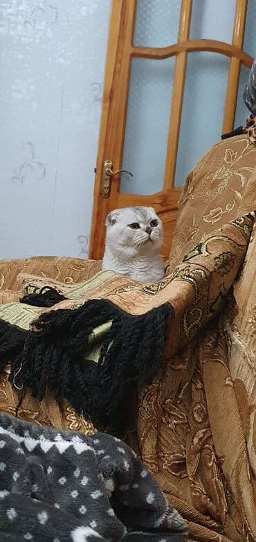 İnformatika: Şinşilla, Erkək, Cütləşmə üçün — 7