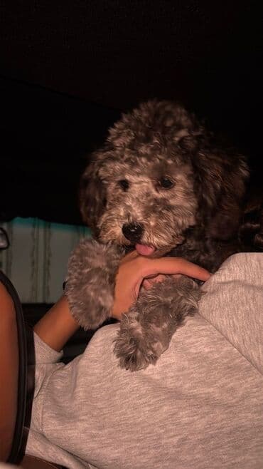 it tasmaları: Pudel, 6 ay, Erkek, Peyvəndli — 4