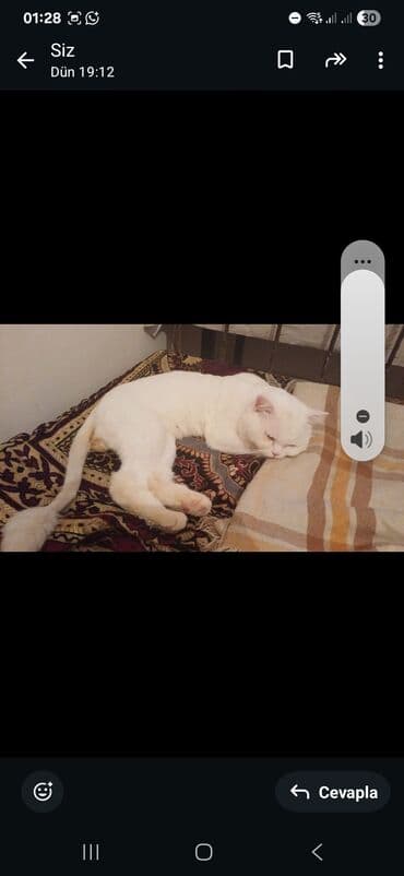 Gəmiricilər: Erkək — 3