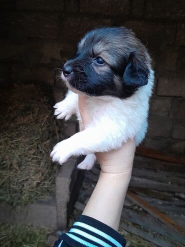 cibus itleri: Zvonok, 1 ay, Dişi, Ünvandan götürmə — 3