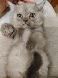 британская кошка цена в баку: Британская, Самец, Самка, Самовывоз — 3