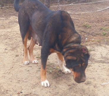 доберман цена в баку: Dişi — 3
