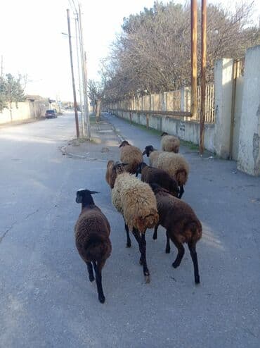 Аквариумы: Qoyun sürüsü – yerli ətlik/yunlu istiqamət - Şəkillərdə müxtəlif — 3