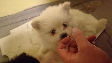 şpitiz: Şpitz, Dişi — 1