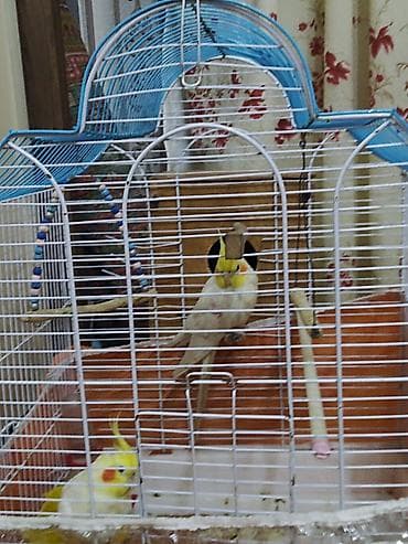 K/t heyvanları və malları: Digər quşlar — 1