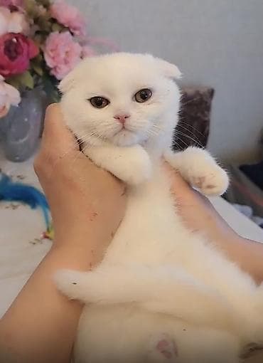 Şotland yastı qulaq