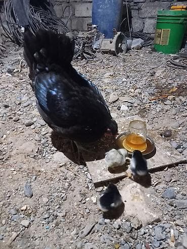 hamster satisi: Toyuq, Australorp, Damazlıq, Ünvandan götürmə — 5