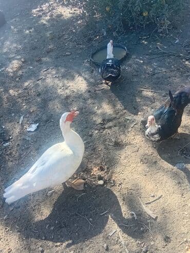 pişik üçün yuva: Musk ördəkləri satılır – təsərrüfat üçün məhsuldar ətlik cins — 1