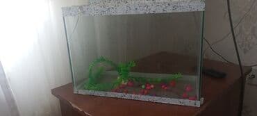 akvaryum baliqlar: Dördbucaq akvarium, 13 l, Ünvandan götürmə — 5