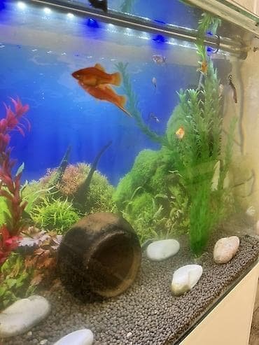 akvarium xırda balığı: Akvaryum komplekti – şkaflı ile bir yerde ve içinde çox sayda balıqlar — 8