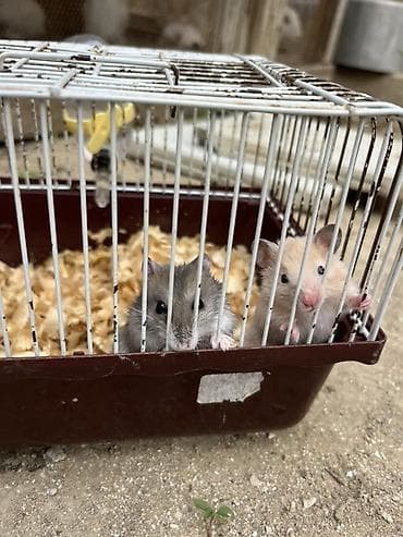 Hamsterlərə kim nə verer verer lalafo.az -da Hamsterlərə kim nə verer verer