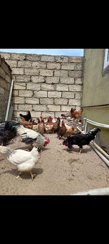 hind quşu baximi: Toyuq, Damazlıq, Ödənişli çatdırılma — 9