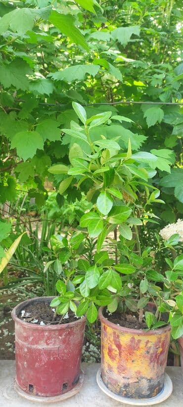 həmişə yaşıl bitkilər: Вечно зелёный куст — 4