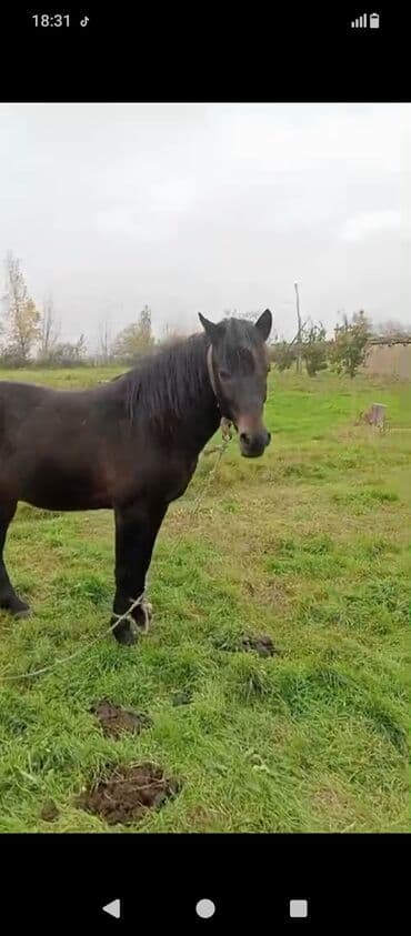 tutu kuşu: Qara rəngdə at – güclü bədən quruluşu, qalın yel və quyruq. Açıq otlaq — 4