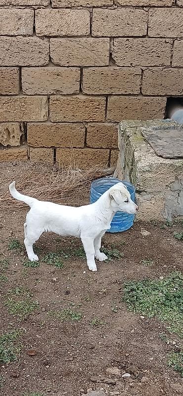 3 ay, Dişi, Peyvəndli