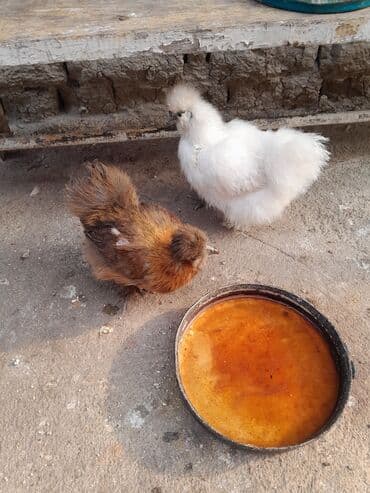 Toyuq, Damazlıq, Ödənişli çatdırılma — 8