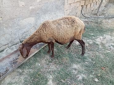 mal inək: Boğaz qoyun 4ayna yetrə yetirdi hər il əkiz doğur — 4