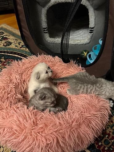 anqora pişik: Yaxşı əllərə — 2